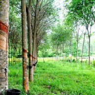 Cây cao su có hấp thụ o2 thải co2