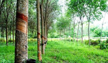 Cây cao su có hấp thụ o2 thải co2